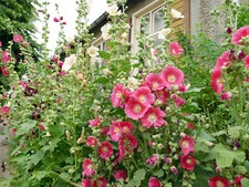 Stockrose malve klassischer gebraucht kaufen  Berlin