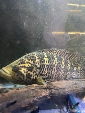 Jaguar cichlid inch for sale  Key Largo
