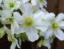 Clematis potaninii seeds for sale  RICHMOND