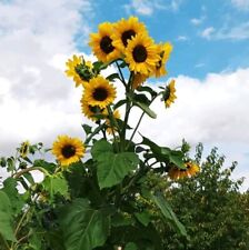 Sonnenblume mehrblütig samen gebraucht kaufen  Sollstedt