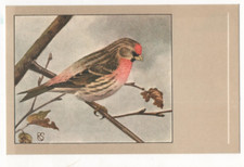 redpoll for sale redpoll for sale GRANGE-OVER-SANDS