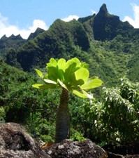 Brighamia insignis palma usato  Napoli