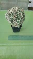 astrophytum kikko d'occasion astrophytum kikko d'occasion Sorgues