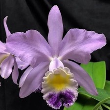 Cattleya valentine billy for sale  Loxahatchee