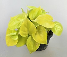 Philodendron micans lemon gebraucht kaufen  Obertshausen