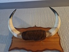 cattle horns for sale  ABOYNE