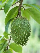 Annona muricata soursop d'occasion  Expédié en Belgium