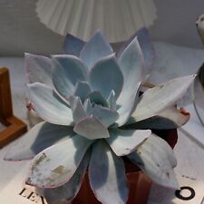 Echeveria cante live for sale  Northport