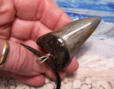 Mako shark tooth for sale  Hinesville