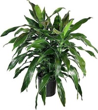Dracaena art carmen for sale  USA