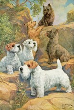 Sealyham cairn terrier for sale Sealyham cairn terrier for sale  COLEFORD