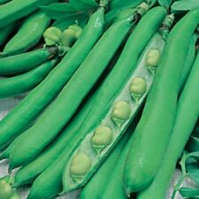 Broad beans masterpiece for sale  DARLINGTON