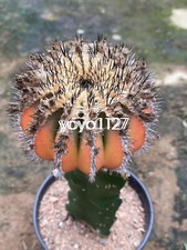 Raresucculente uebelmannia var usato  Spedire a Italy