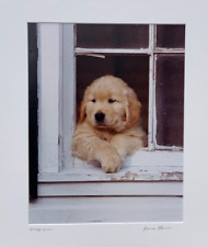 Original golden retriever for sale  Hempstead