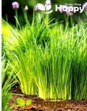 Herb chives thin for sale  DONCASTER