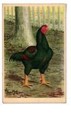 Galo de galinha raça aves animais zoom lutador indiano frango coq galinha poulet comprar usado  Enviando para Brazil