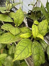 Hoya callistophylla black for sale  Sanford
