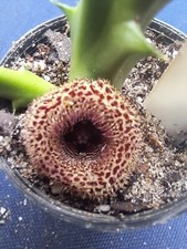 Huernia hystrix parvula for sale  Port Charlotte