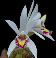 Pleione maculata bulb for sale  MEXBOROUGH
