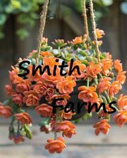 Seeds orange trailing for sale  Grandview