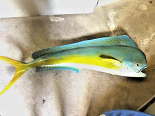 Bull dolphin two for sale  Charlotte