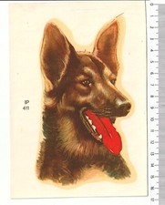 Cane pastore tedesco usato  Genova