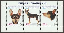 Miniature pinscher int d'occasion  Expédié en Belgium