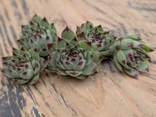 Mint marvel sempervivum for sale  KING'S LYNN