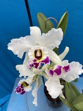 Rlc volcano star for sale  San Francisco