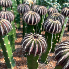 Raresucculente uebelmannia cas usato  Spedire a Italy