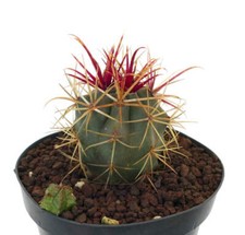 Ferocactus cylindraceus rectis usato  Napoli
