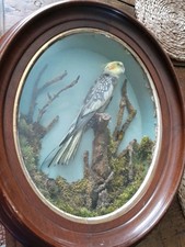Vintage taxidermy framed for sale  CROOK