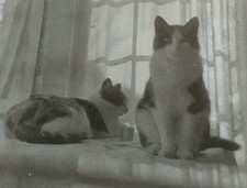 Identified history kitty for sale  Mount Morris