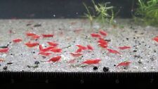 Red cherry neocaridina for sale  Dacula