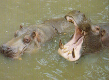 Zoo wildlife flusspferd gebraucht kaufen Zoo wildlife flusspferd gebraucht kaufen  Deutschland