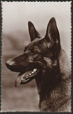 dog alemao comprar usado dog alemao comprar usado Enviando para Brazil