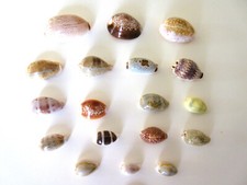 Top cypraea cowrie gebraucht kaufen  München