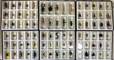 Real insect specimen for sale Real insect specimen for sale  BIRMINGHAM