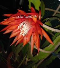 Epiphyllum blattkaktus epicact gebraucht kaufen  Weimar