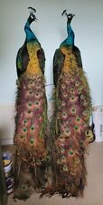 Stunning taxidermy peacock for sale  KINGSWINFORD
