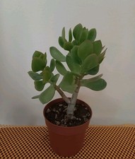 Crassula ovata obliqua usato  Lentini