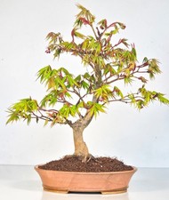 Bonsai fächerahorn acer gebraucht kaufen  Berlin