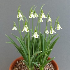 Galanthus philippe andré for sale  UK