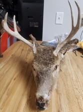 head deer 12 point for sale  Fargo