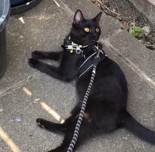 Kitten harness lead for sale  SOUTHAMPTON
