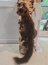 Vintage taxidermy black for sale  Granby