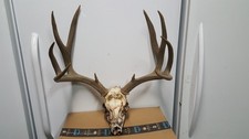 Heavy winter kill for sale  Florence