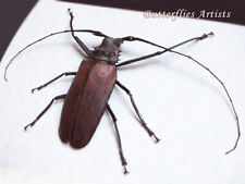 Giant longhorn callipogon for sale  San Diego