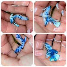 Marble dot female for sale  Clarksville