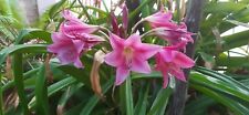 Crinum superellen bulbo usato  Bisceglie